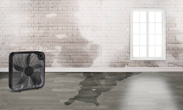 Best Basement water damage restoration  in Mccordsville, IN